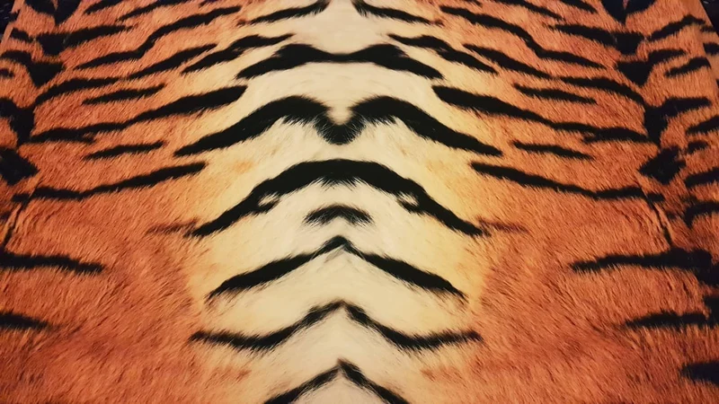 Tiger Stripes
