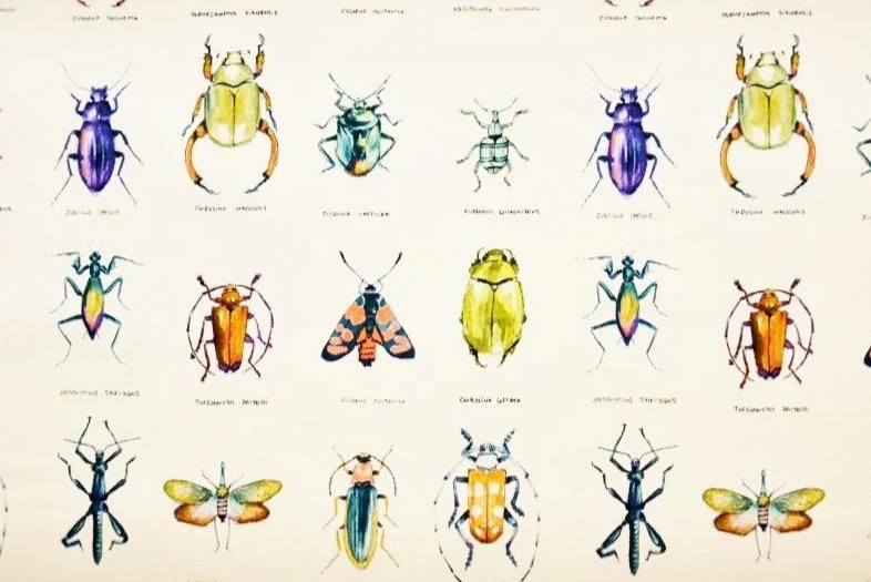 Natural Cotton Insects width 280cm Sold By The Metre