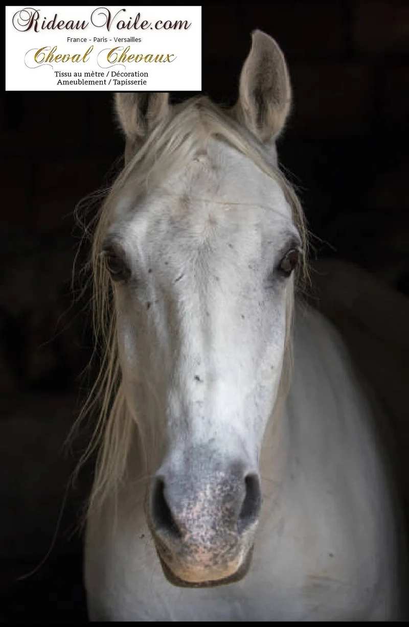 Photo Cheval tissu ameublement mètre rideau couette coton occultant ignifugé