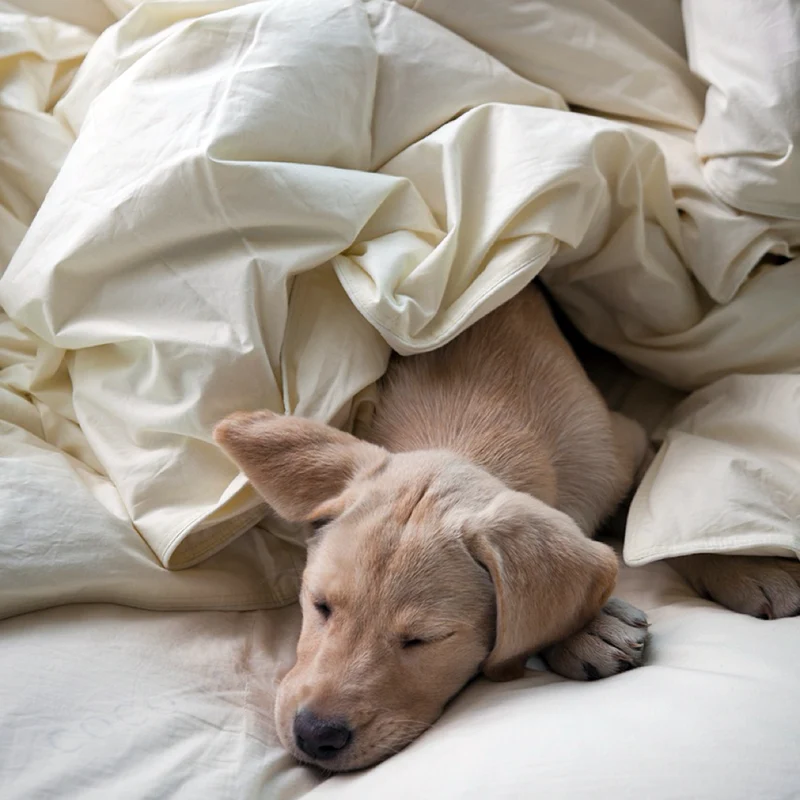 Couette Alkeos en duvet